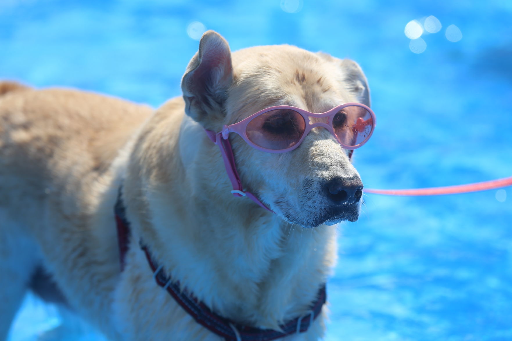 090919_gal_WWdogs (58)